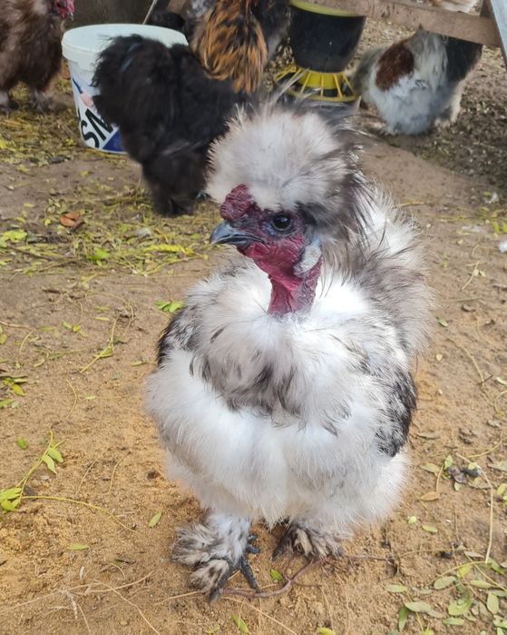 Koguty Silka USA silki kura jedwabista