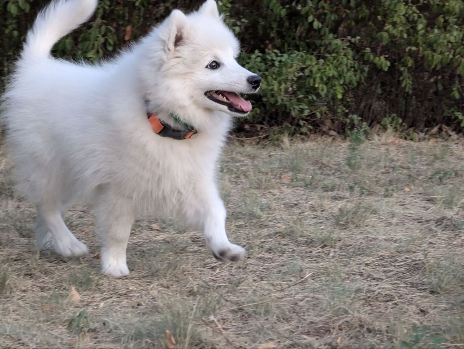 Японский шпиц КСУ