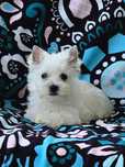 Suczka West highland white terrier