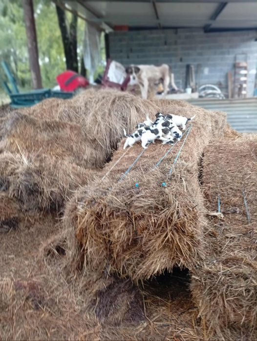 Rafeiros Alentejanos