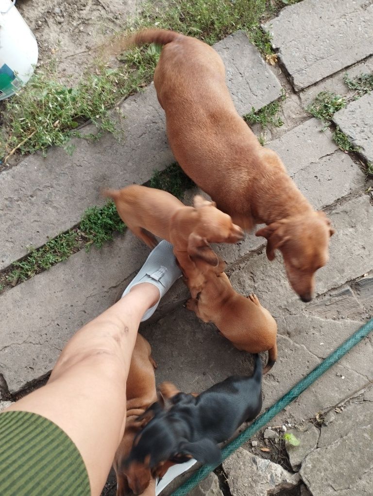 Продам цуценят такси