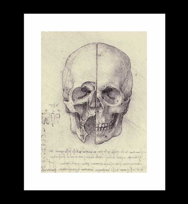 Szkice Anatomiczne - Leonardo da Vinci, Czaszka