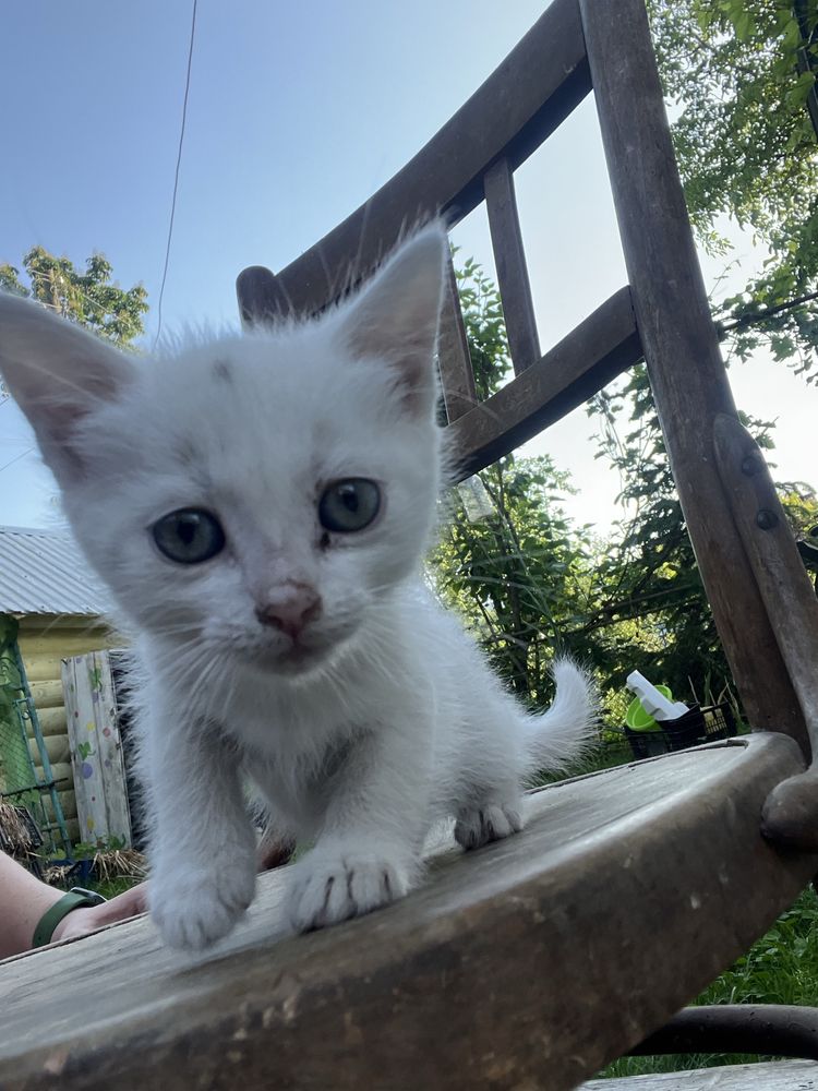 Віддам у добрі руки
