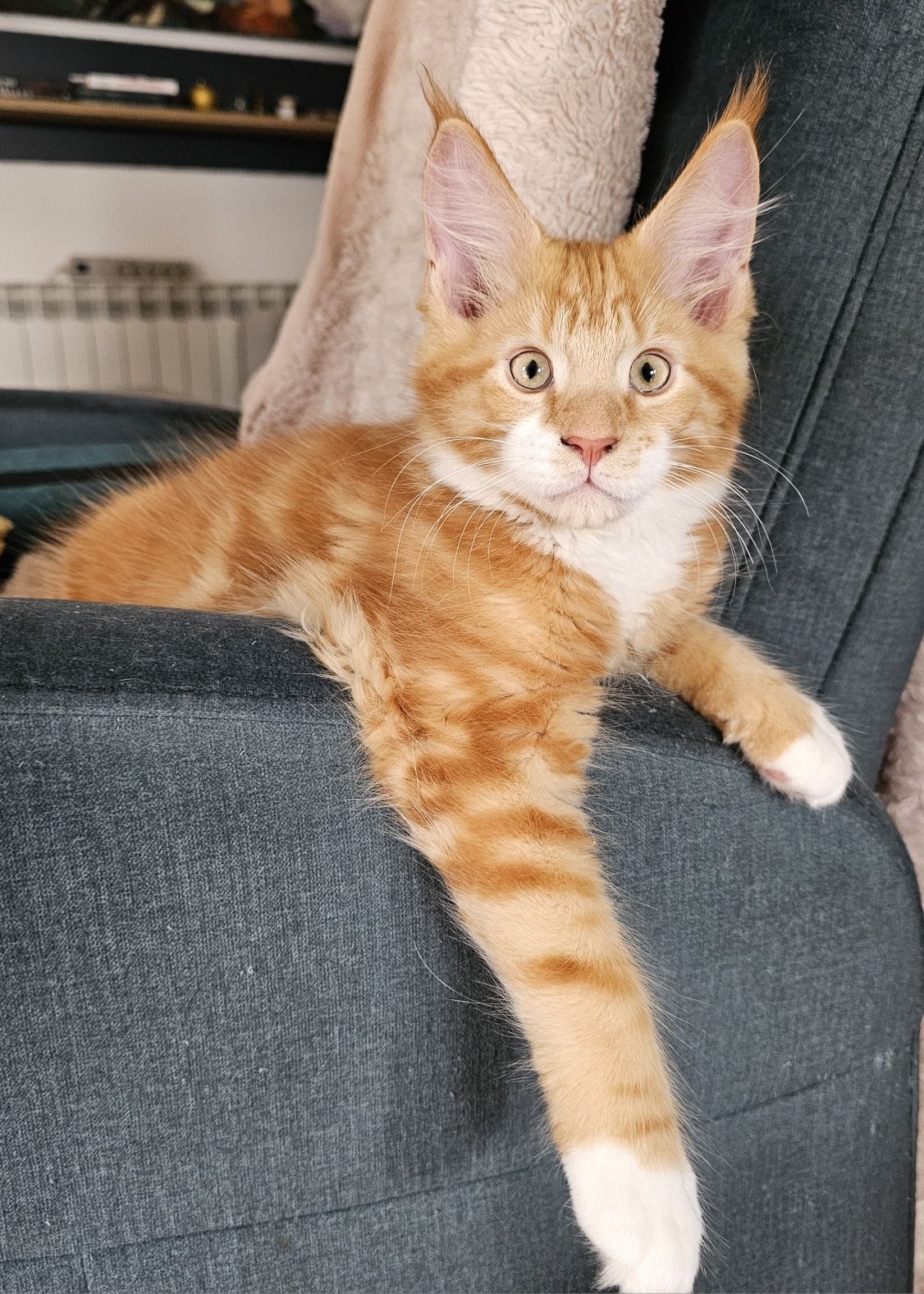 Kocurek Maine Coon