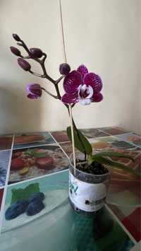 Міні орхідея
