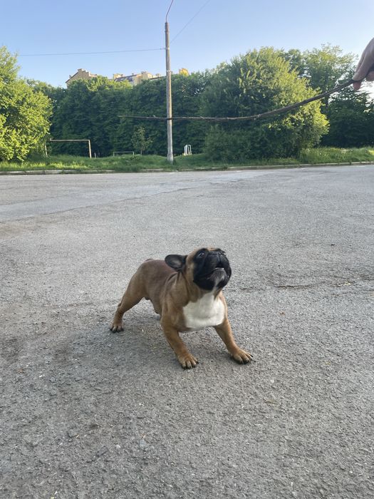 В‘язка Французький Бульдог