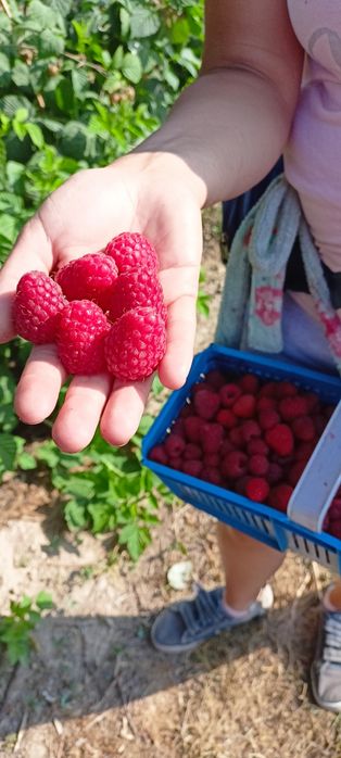 Jabłka Pomidory Maliny Jeżyny Ziemniaki możliwość wysyłki warzywa