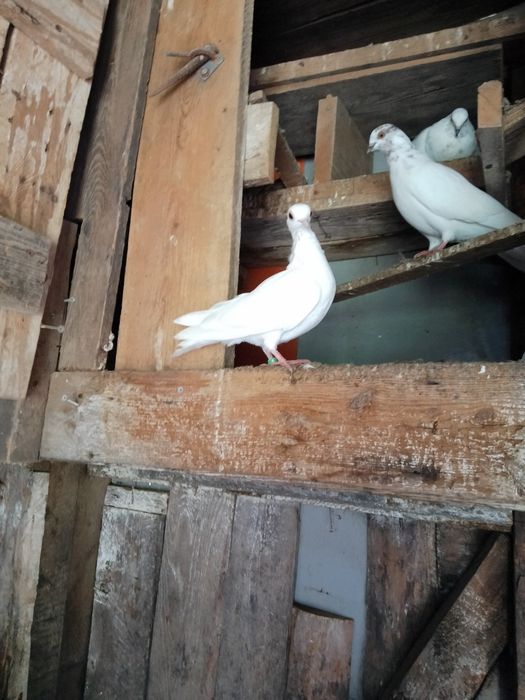 Oddam gołębie z małego lotu