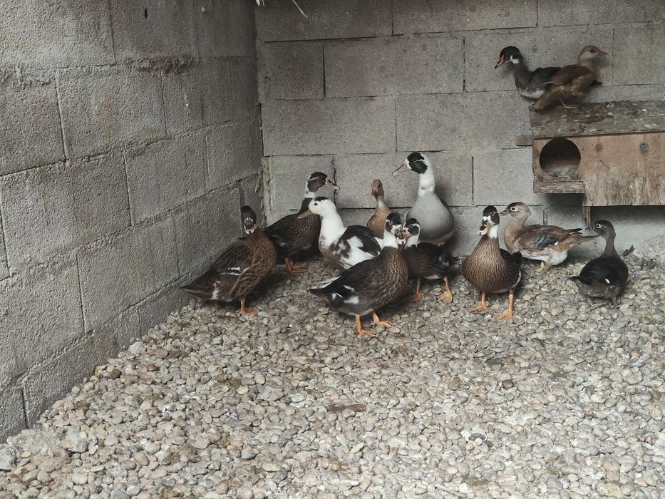 Patos real alecrim
