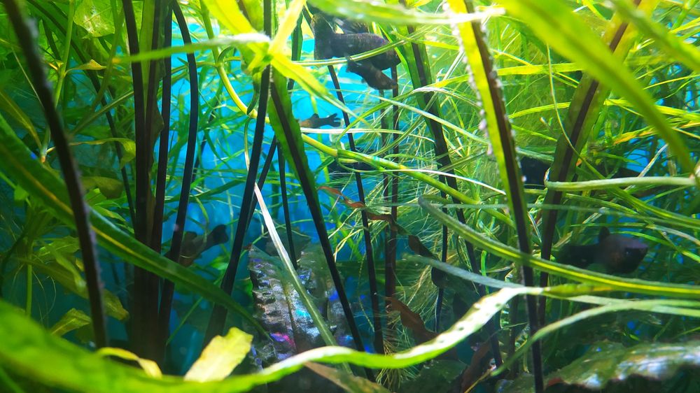 Акварімні рибки, рослини