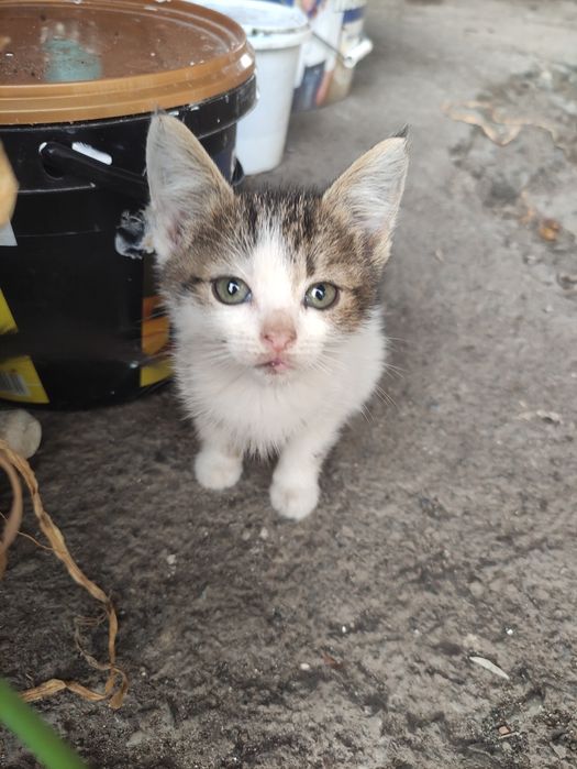 Котенята чекають люблячих господарів!