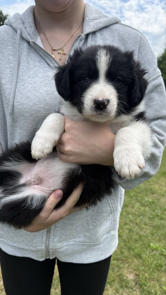 Border Collie - Leśna Polana