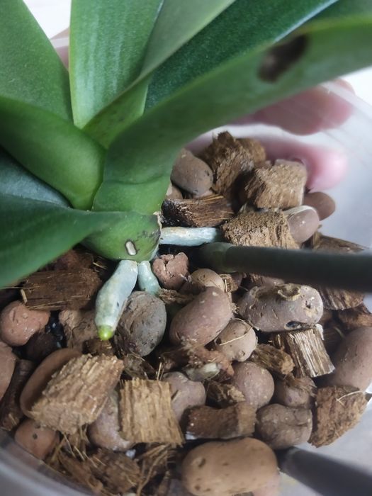 Орхидея пелор Кимоно  не цветущая