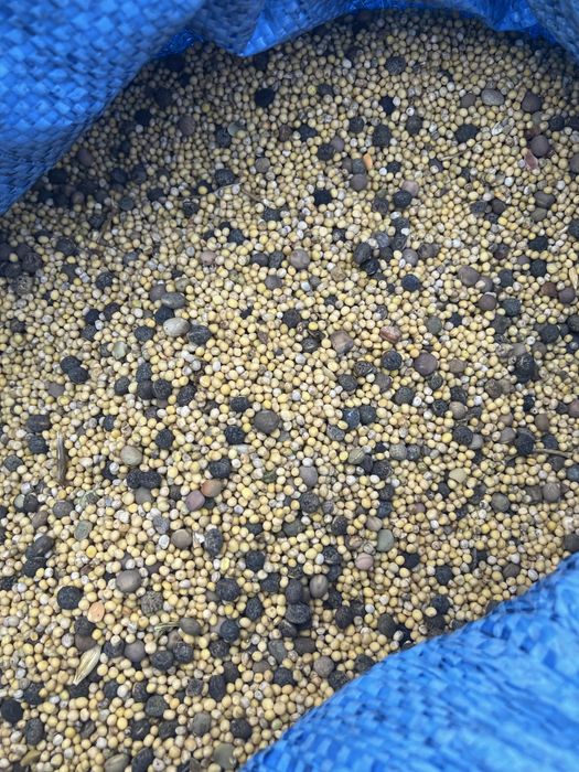 Gorczyca z wyką jarą