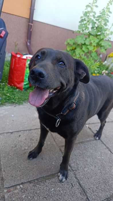 Oddam labradorkę w dobre ręce. Pilne