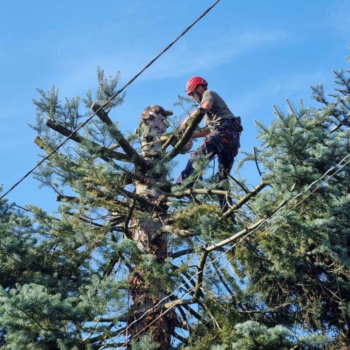 Wycinka drzew, pielęgnacja drzew, usługi mulczerem, sprzedaż drewna