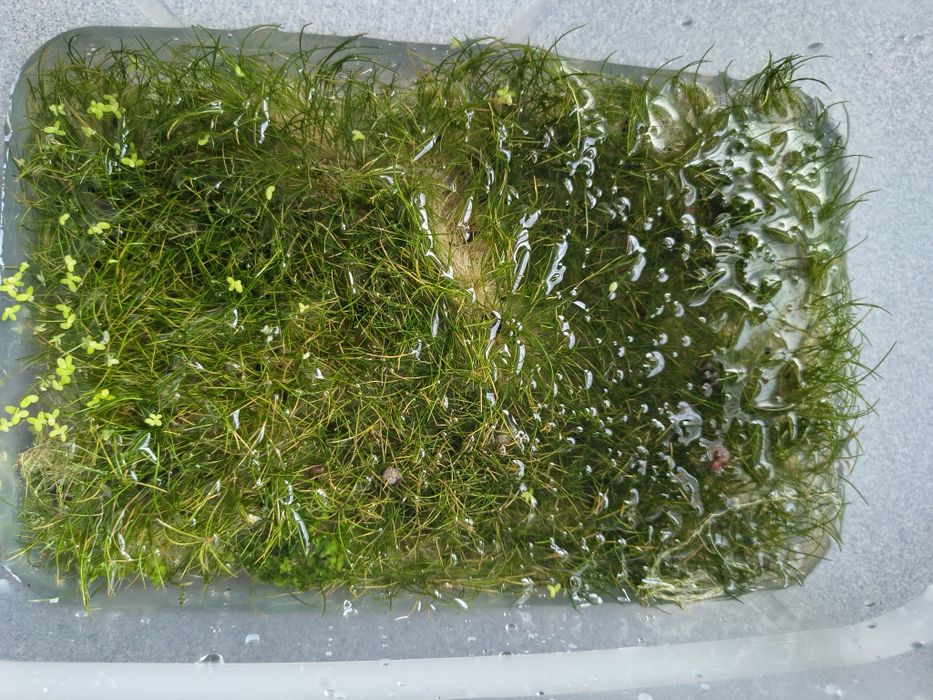 Eleocharis parvula - trawnik do akwarium.