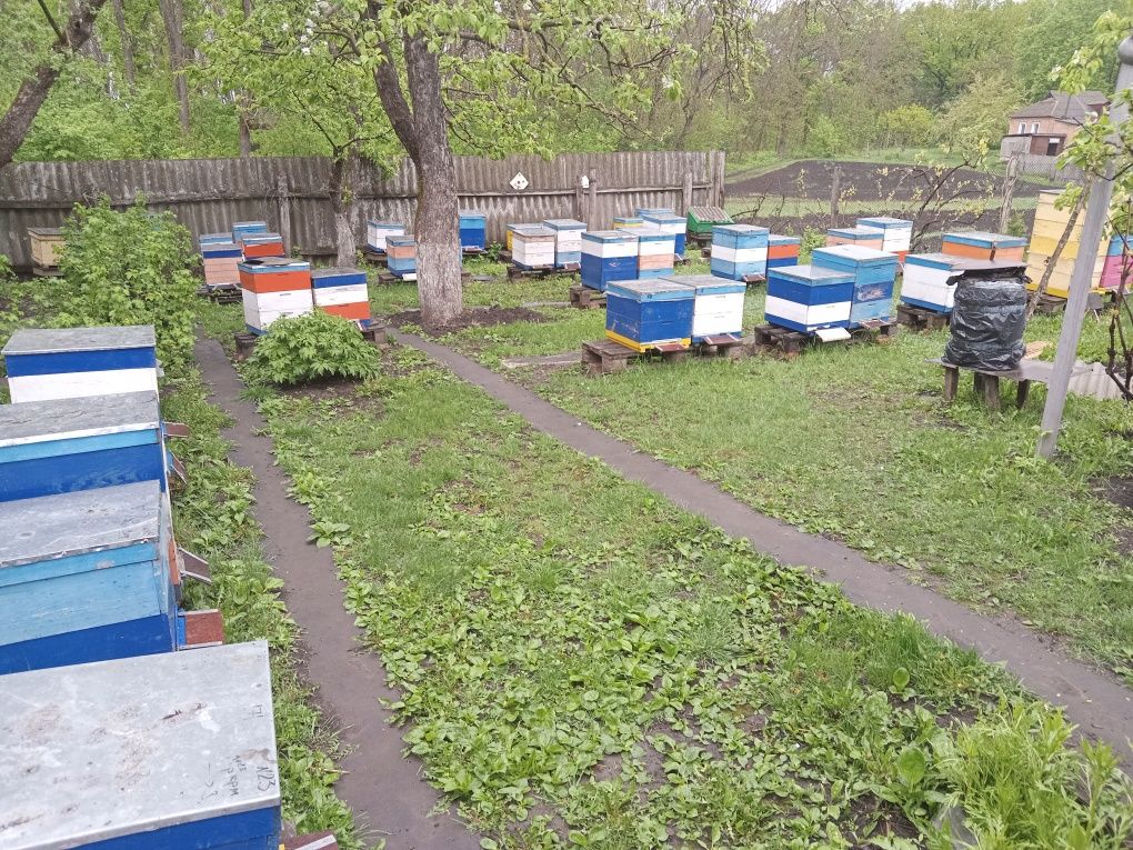 Продаються бджоли. Відводки. Пчелопакети. Вощіна.