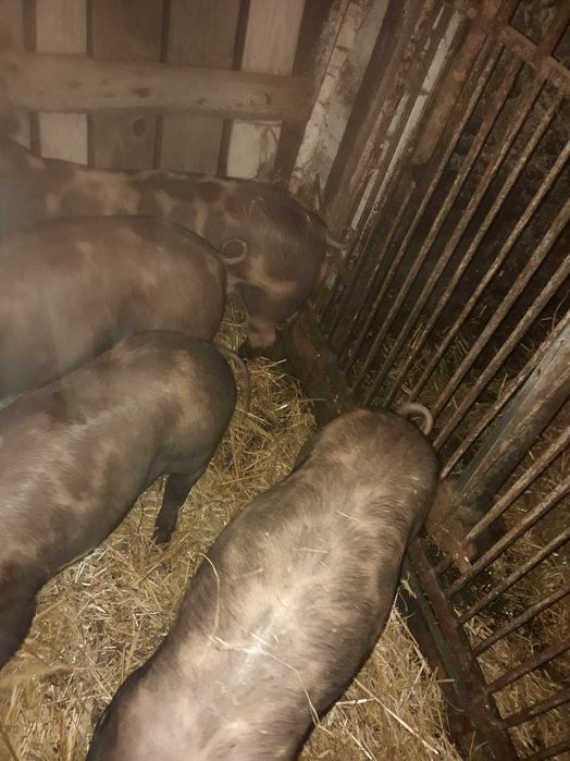 Sprzedam prosiaki prosięta