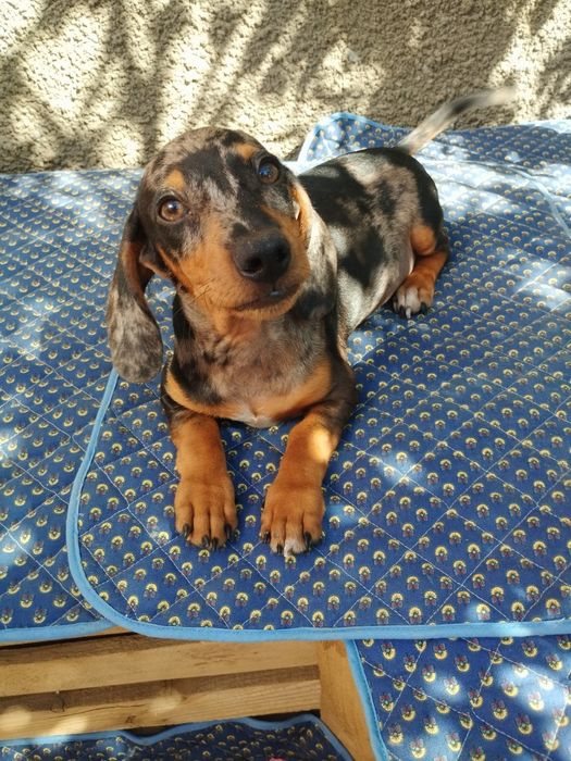 Мраморний красень