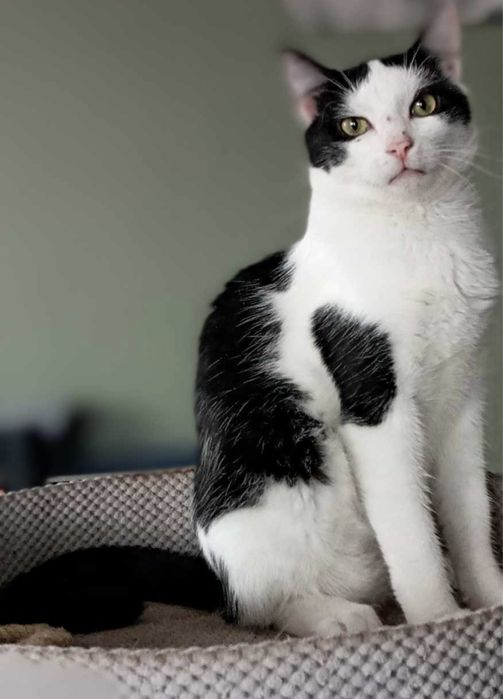 Kociaki szukają domków