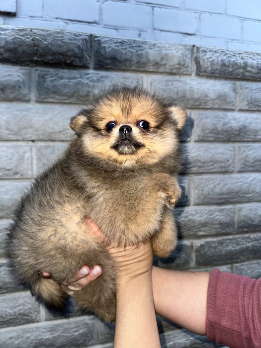 Міні дівчинка 3 місяці