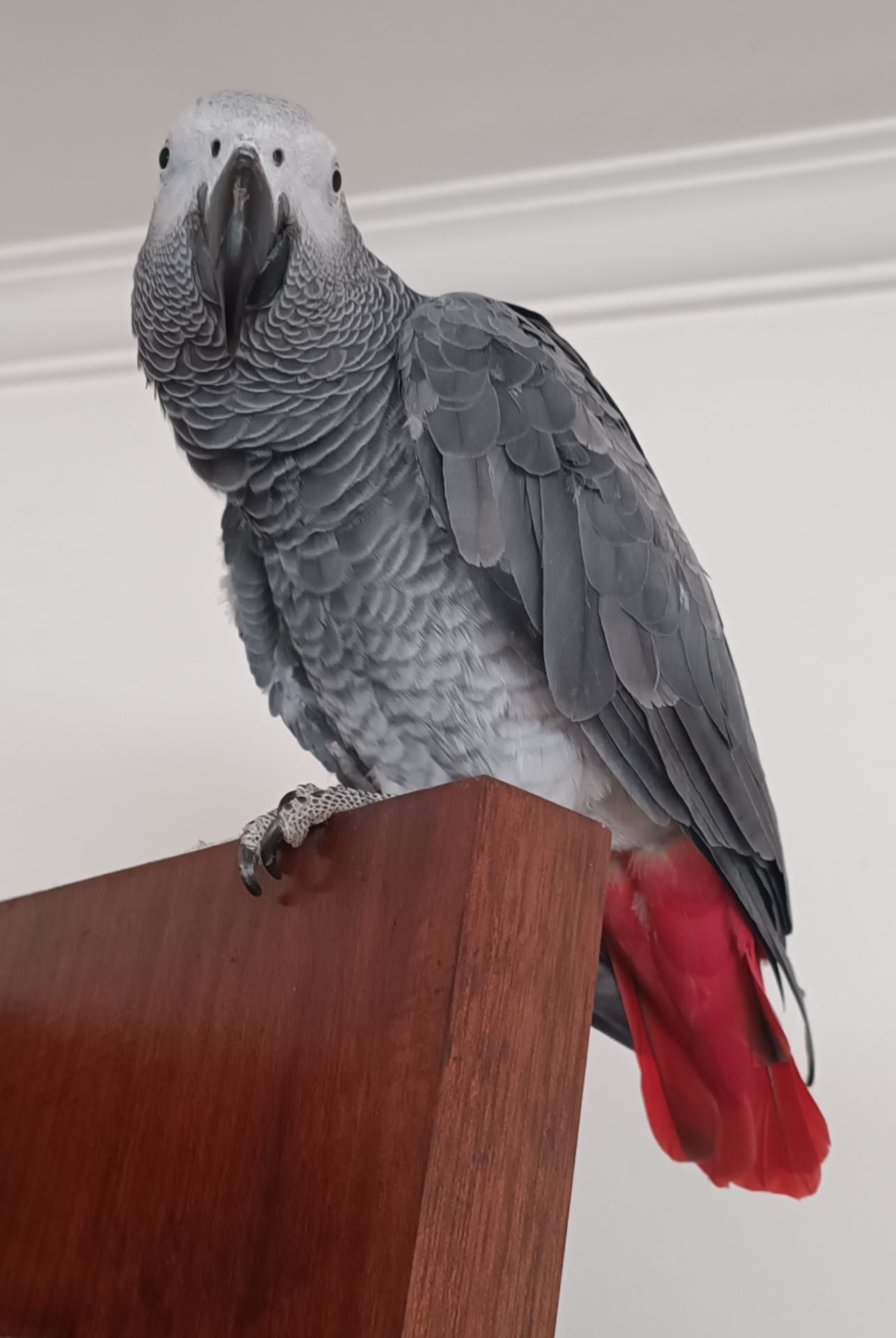 Papagaio cinzento