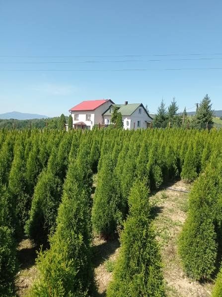 Thuja tuja Aureospicata złotokończysta, Brabant, Szmaragd, Tuja skrętn