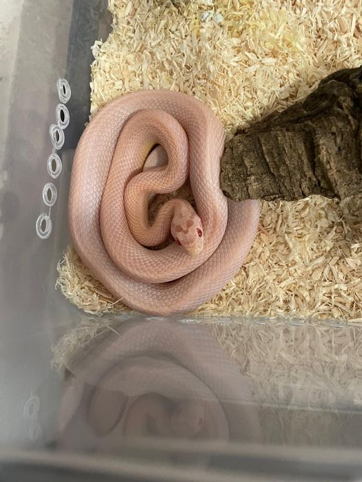 Wąż zbożowy, węże zbożowe samce i samice młode