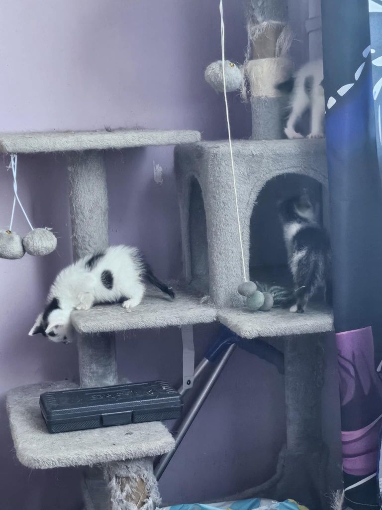Kociaki. Słodkie chłopaki błagają o domy! Adopcja
