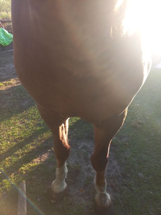 Продам коня  не із малих коней виский