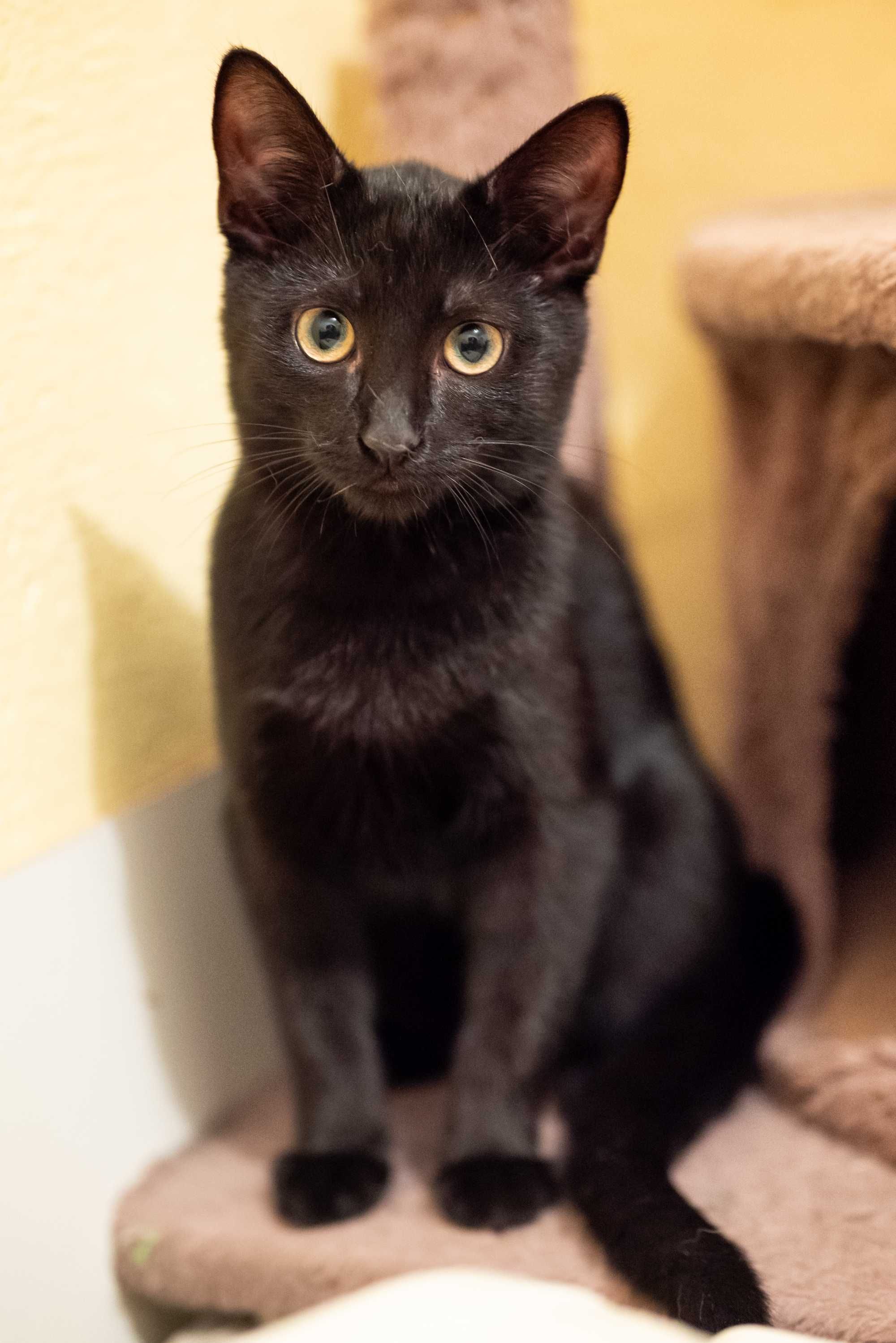 Puma śliczna czarna koteczka szuka domu - do odpowiedzialnej adopcji