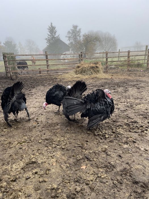 Indyk Indyki z własnego chowu