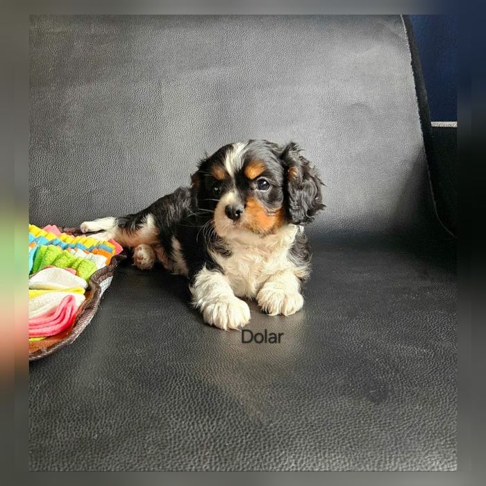 Cavalier King Charles Spaniel piesek