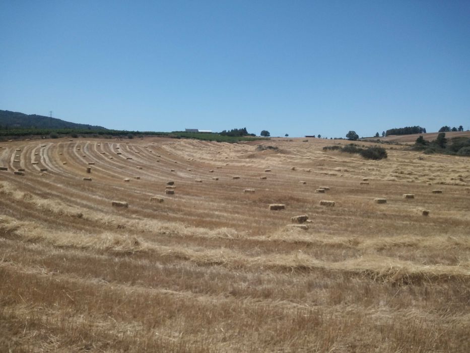 Palha sem grão, para cama ou alimentação