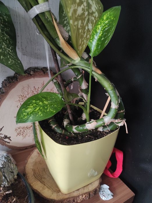 Difenbachia duża, mnóstwo liści