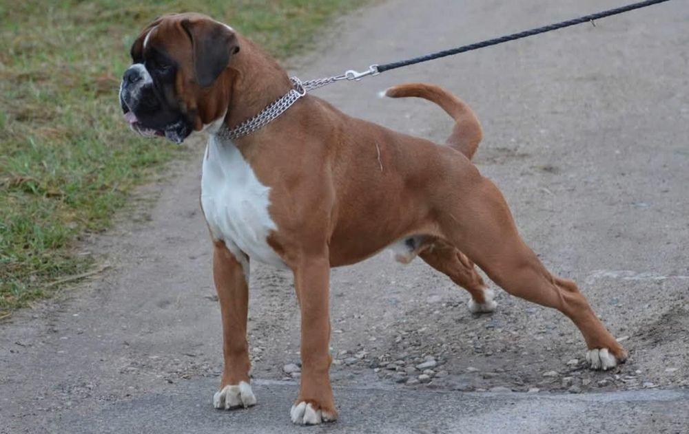 Bokser Golden STAR
