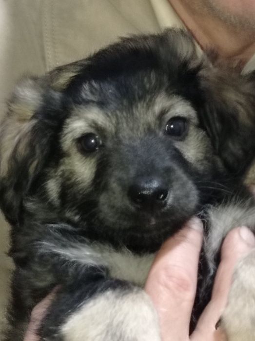 Віддаю цуценя такси метис