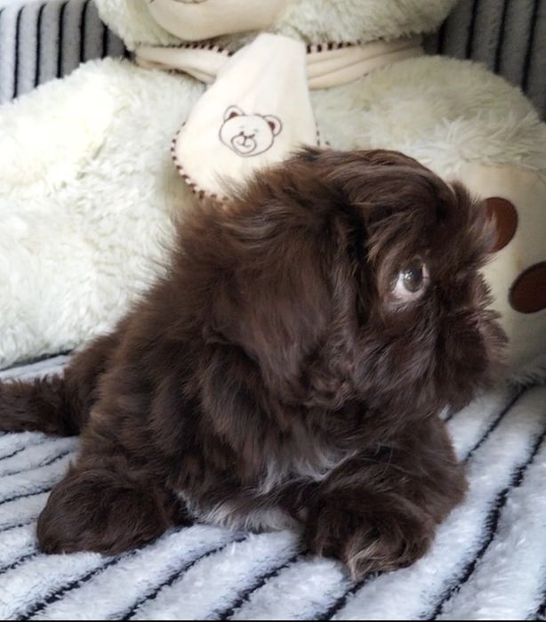Shih Tzu śliczna czekoladowa 8 tygodniowa suczka