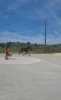 Vendo Poldro Ruço Lusitano