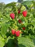 Sprzedam maliny jesienne