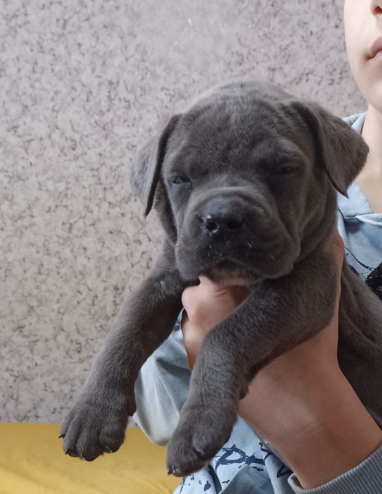 Цуценята кане-корсо