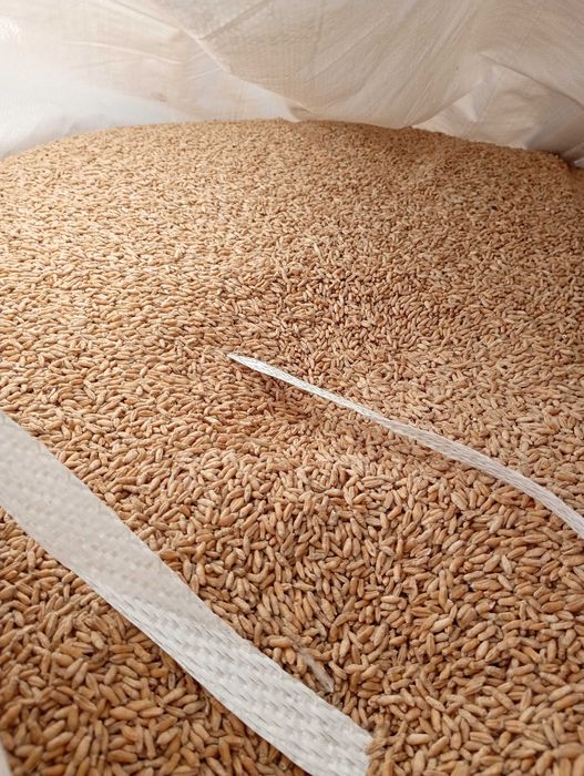 Pszenżyto ozime TRIBUTO po centrali, oczyszczone