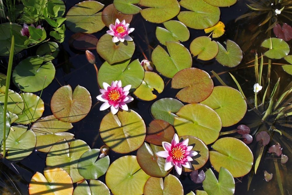 Lilia wodna Nymphaea Attraction dorodne kłącza