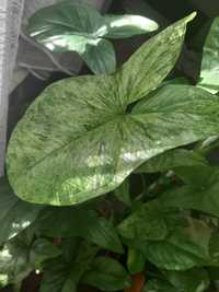 Syngonium mojito