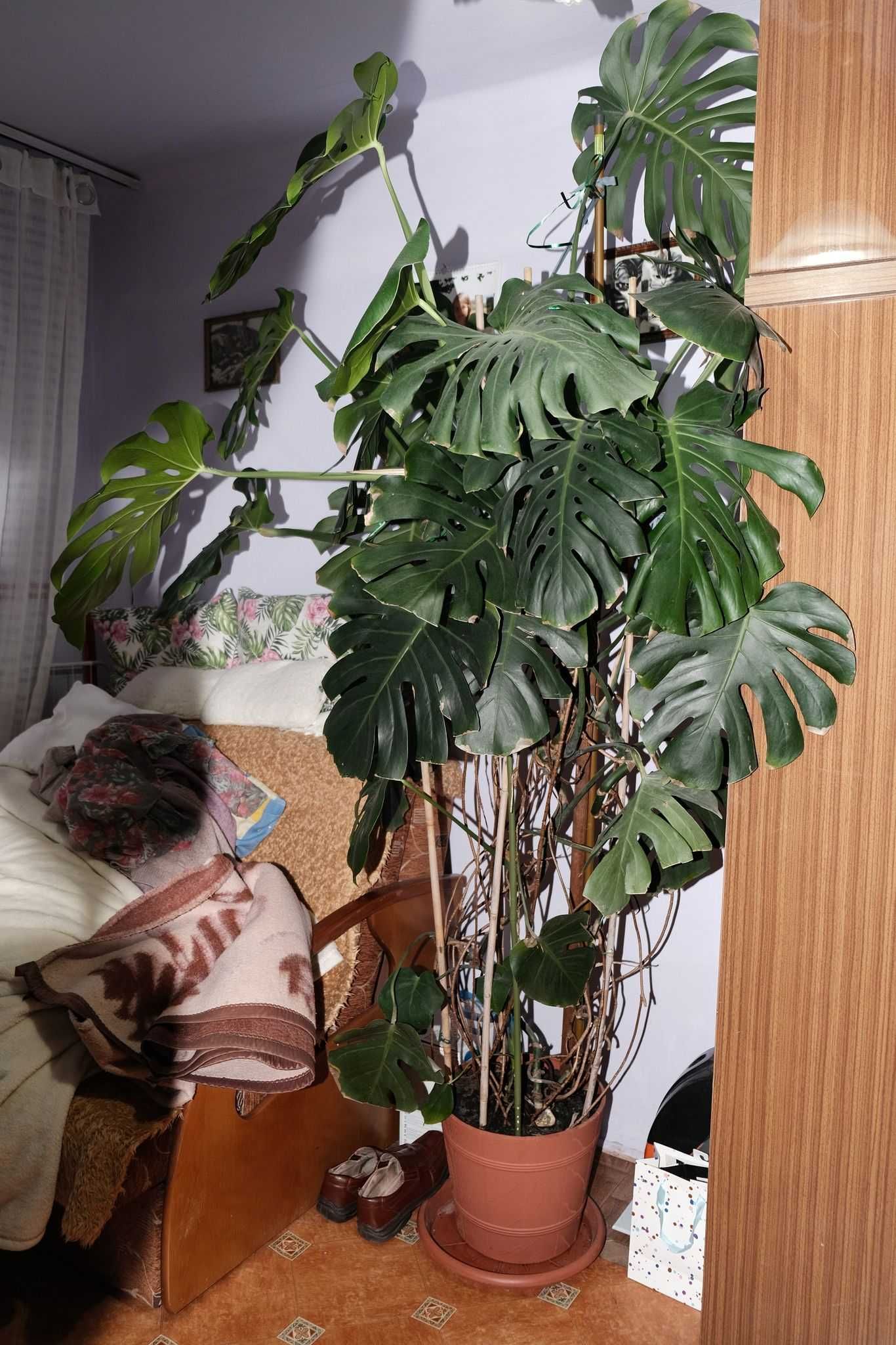 Monstera ok. 2m wzrostu