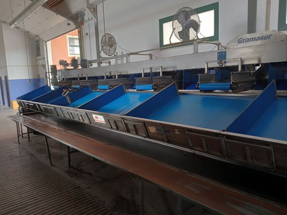 Calibrador de frutas e máquina de citrinos