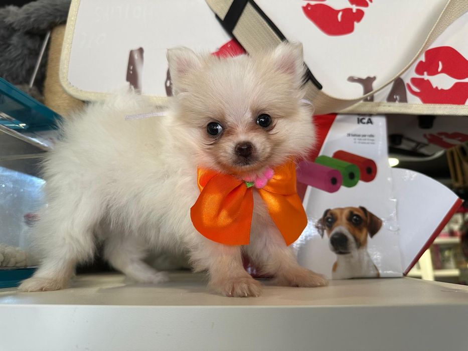 Lulu Pomerânia lindíssima