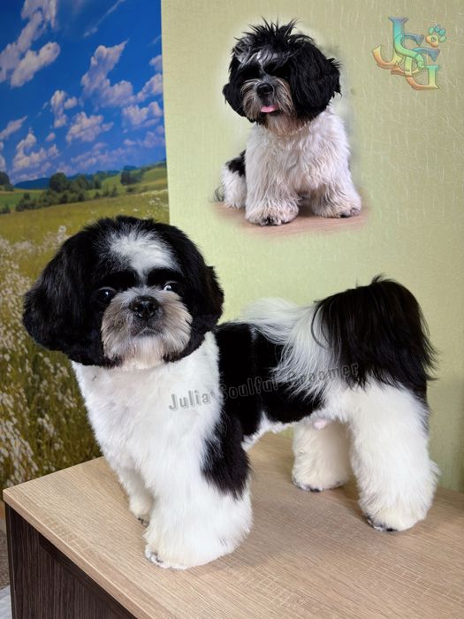 Стрижка собак ~ Грумінг ~ Холодна Гора