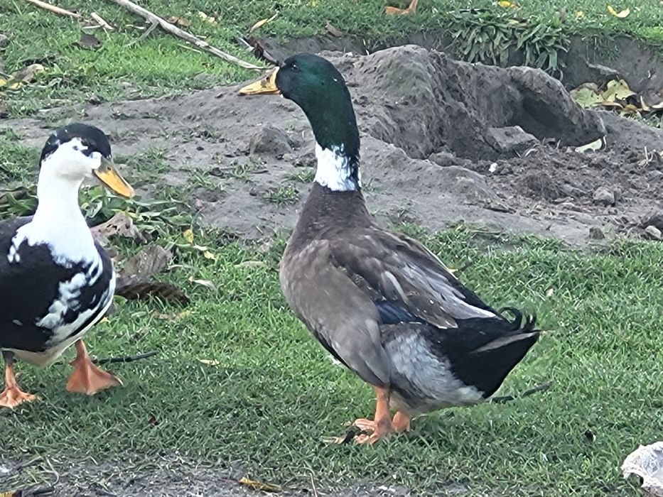 Kaczki różne gatunki.